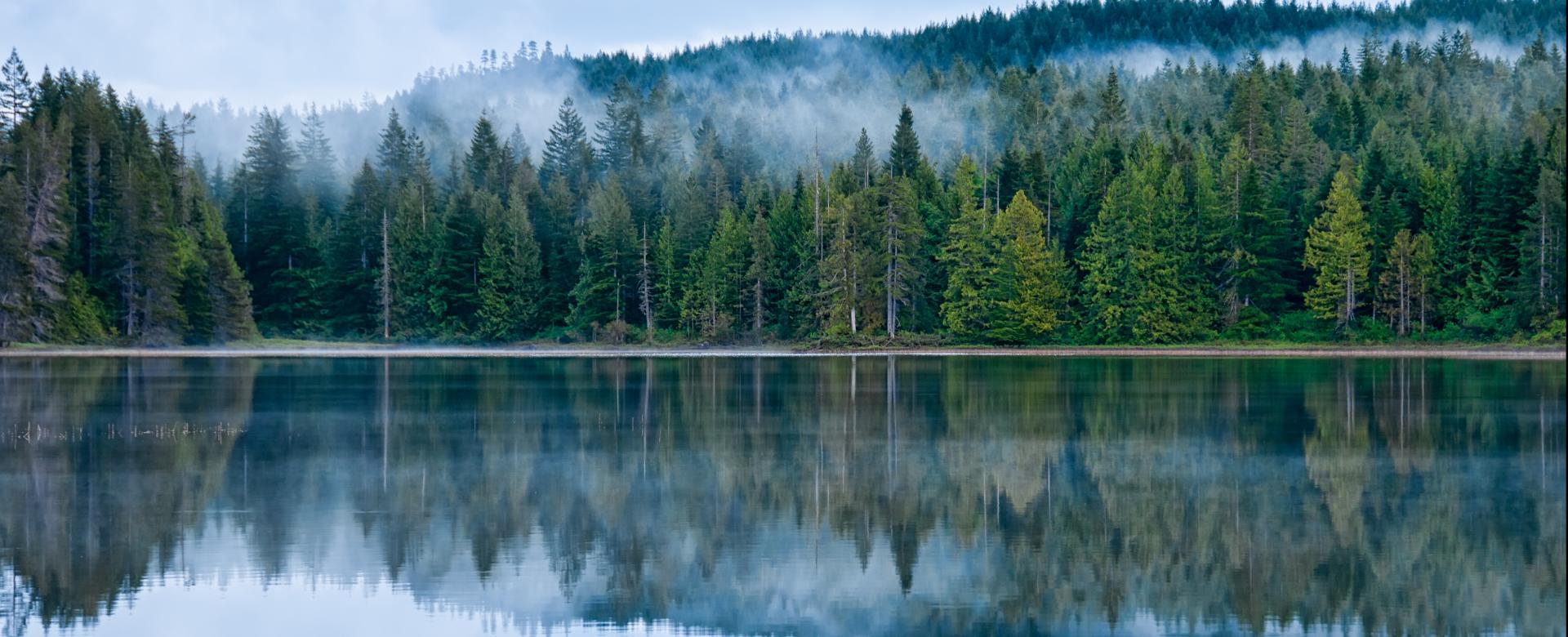 Trees reflect on lake